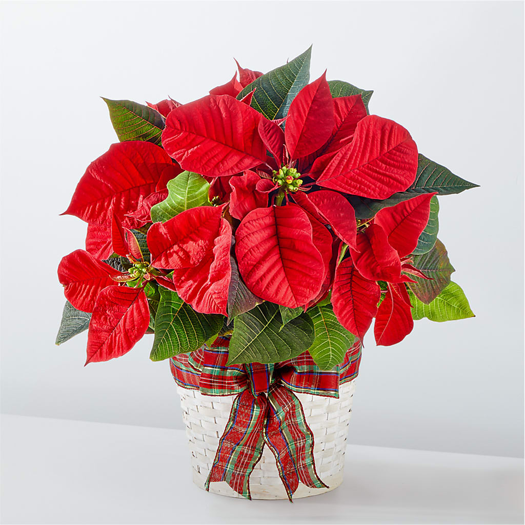Happiest Holidays Poinsettia – Green Room Flowers Llc, Tucson AZ