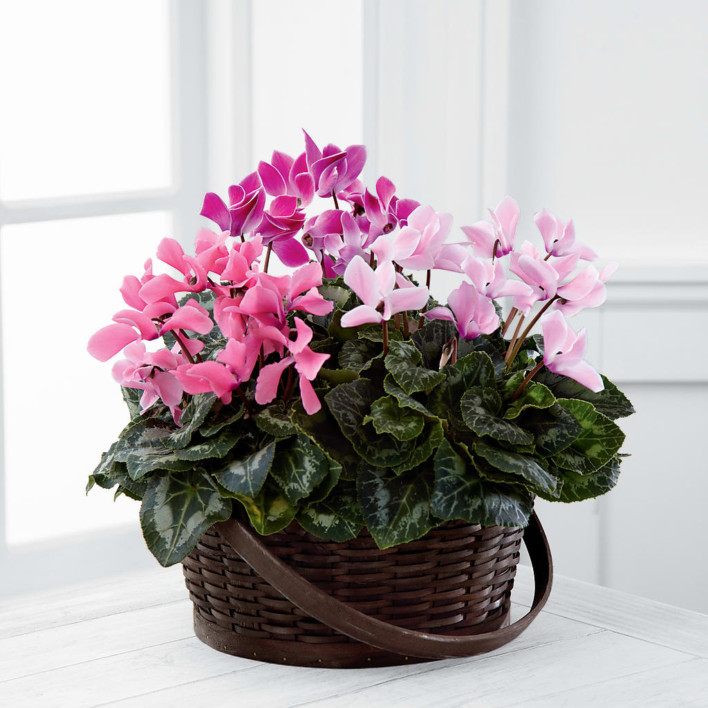 Mixed Cyclamen Planter – Green Room Flowers Llc, Tucson AZ