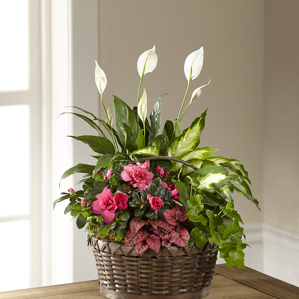 Dream in Pink Dishgarden – Green Room Flowers Llc, Tucson AZ