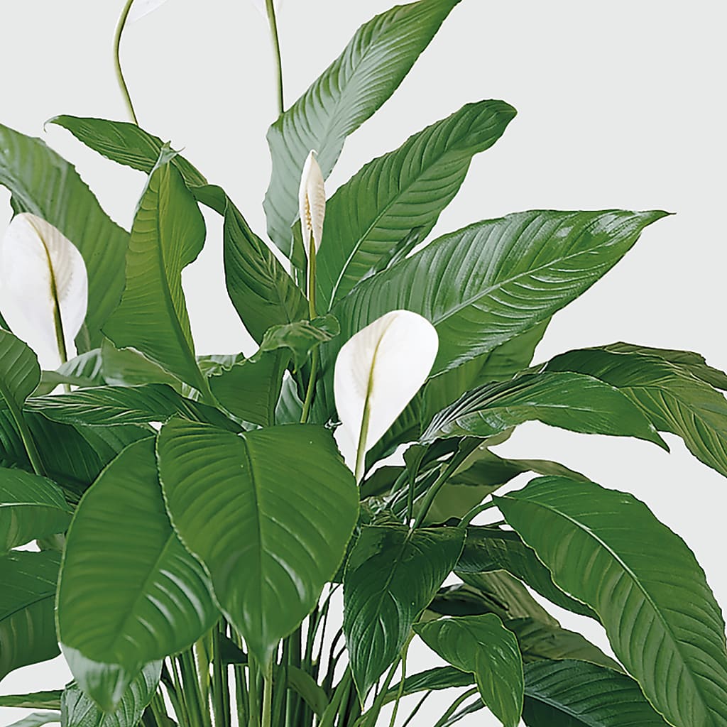 Tranquil Moments Peace Lily Plant – Green Room Flowers Llc, Tucson AZ