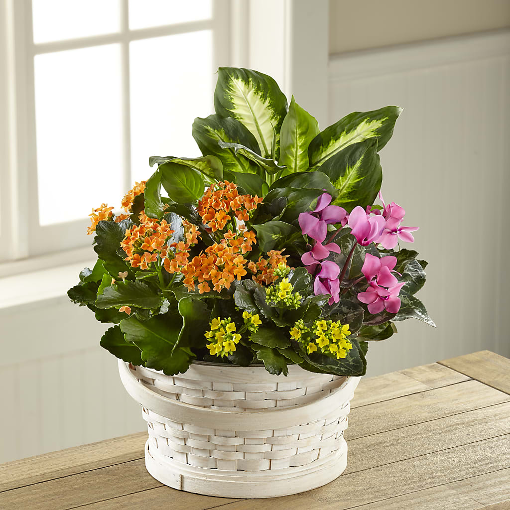Color Crush Dishgarden – Green Room Flowers Llc, Tucson AZ