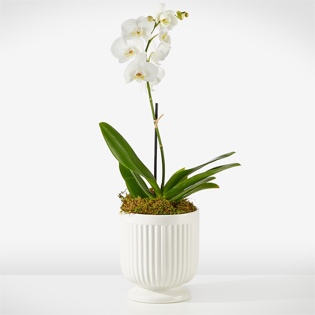 Whispering White Orchid – Green Room Flowers Llc, Tucson AZ
