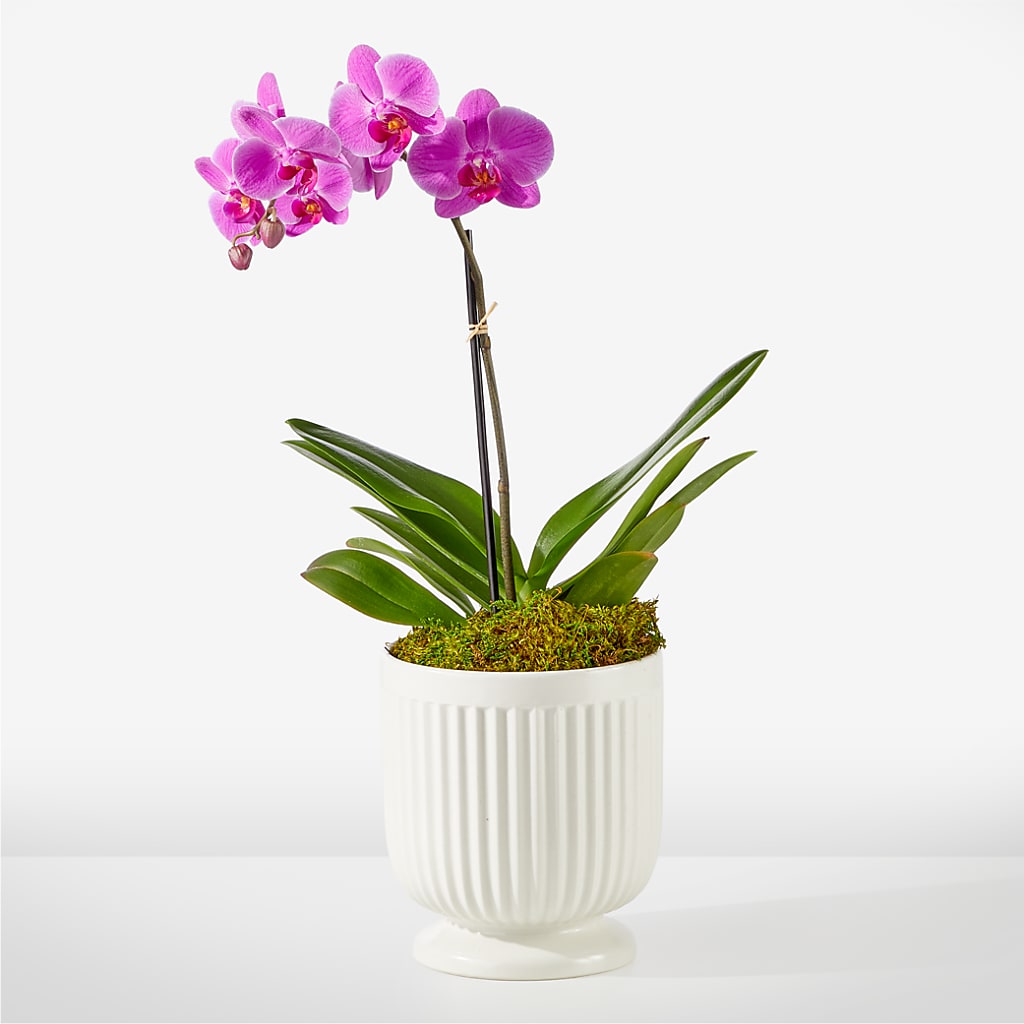 Friendly Fuchsia Orchid – Green Room Flowers Llc, Tucson AZ