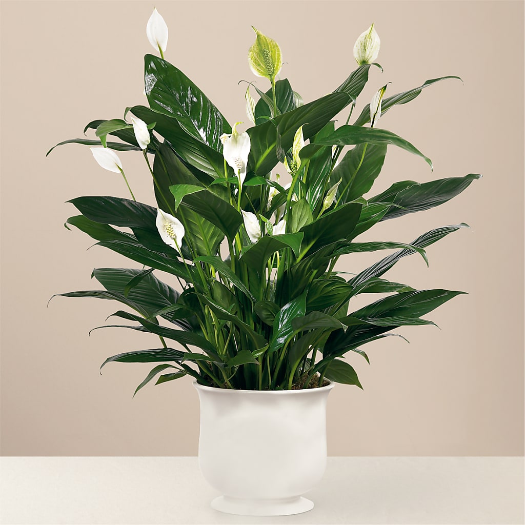 Comfort Planter – Green Room Flowers Llc, Tucson AZ