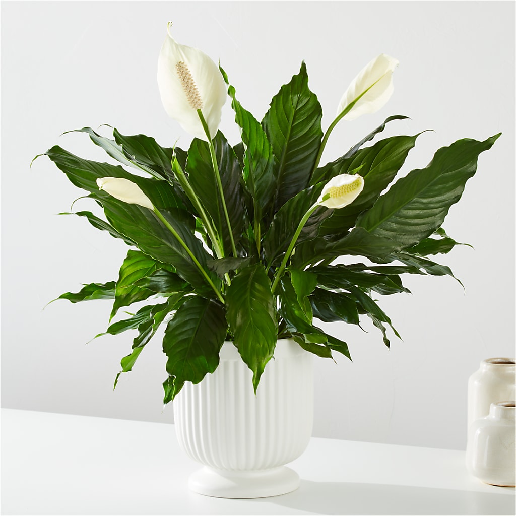 Comfort Planter – Green Room Flowers Llc, Tucson AZ