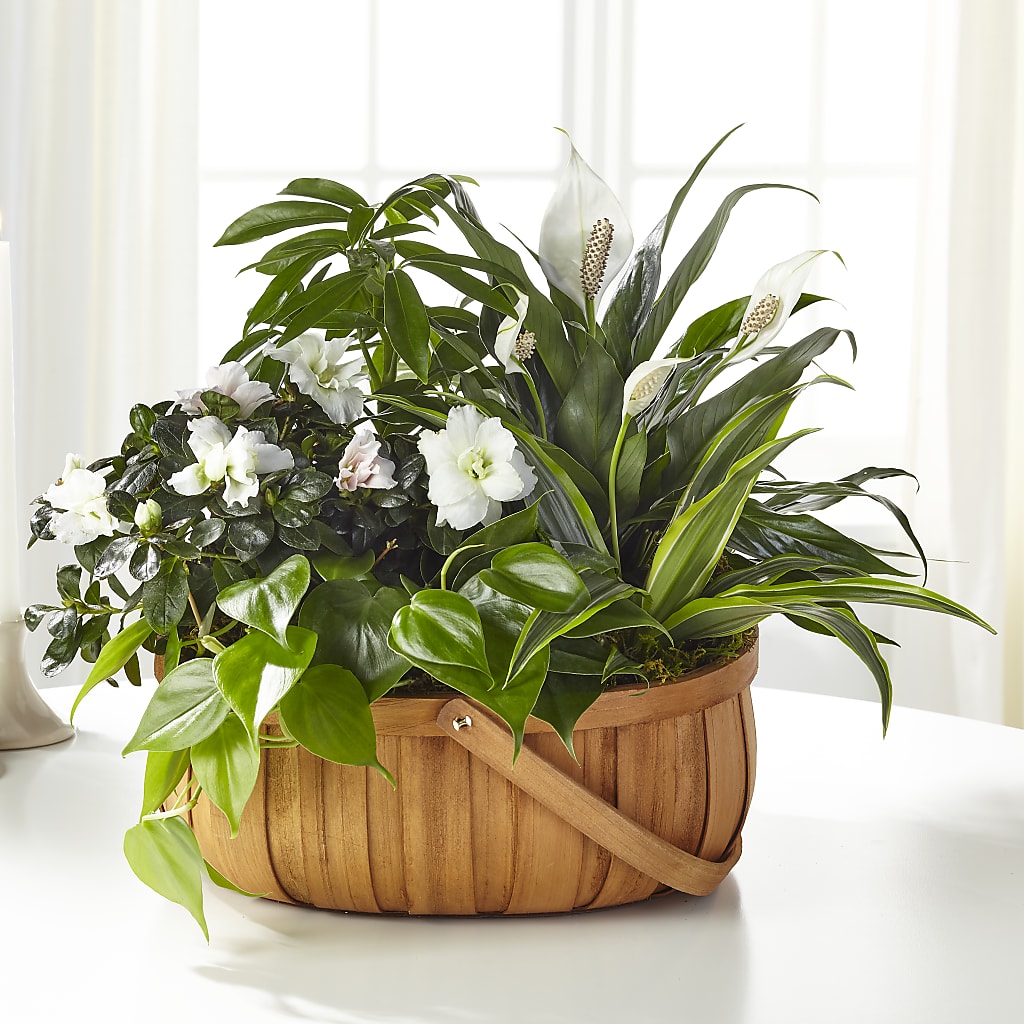 Serene Dishgarden – Green Room Flowers Llc, Tucson AZ