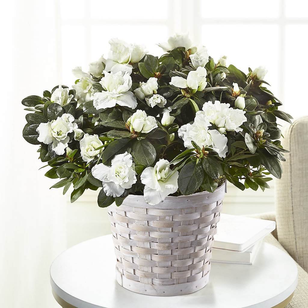White Azalea Plant – Green Room Flowers Llc, Tucson AZ