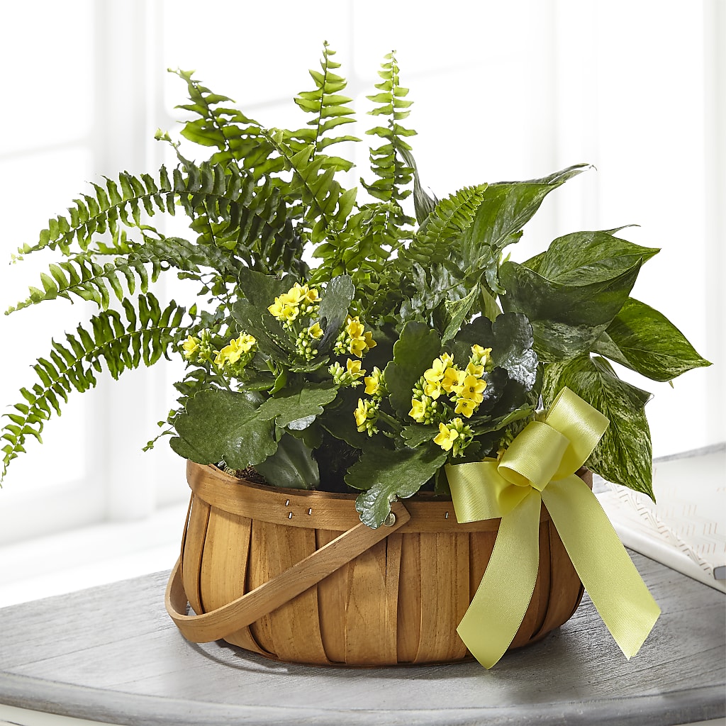 Always Dear Dishgarden – Green Room Flowers Llc, Tucson AZ