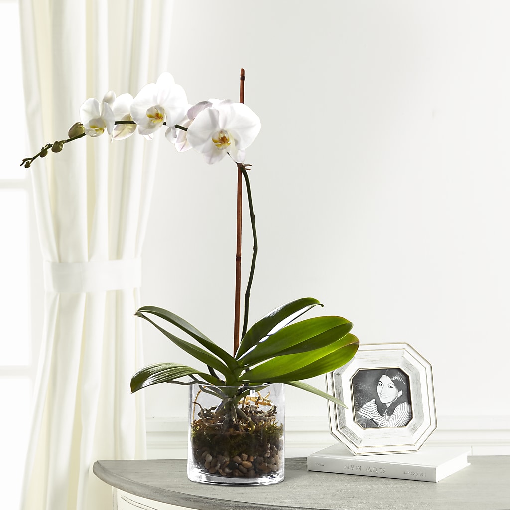 White Orchid Planter – Green Room Flowers Llc, Tucson AZ