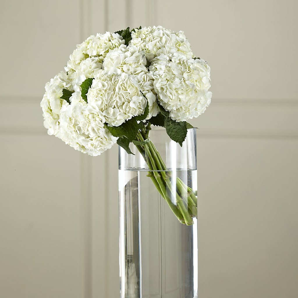 White Hydrangea Hand-Tied Bouquet – Green Room Flowers Llc, Tucson AZ