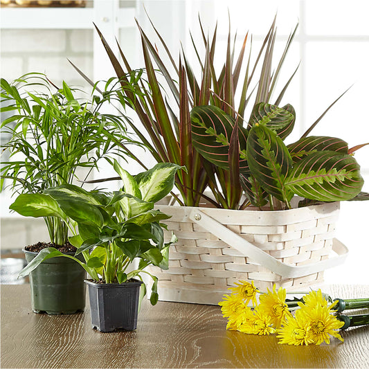 Florist Designed Blooming and Green Plants in a Basket –  Green Room Flowers Llc, Tucson AZ