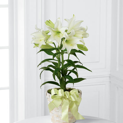 Easter Lily Plant –  Green Room Flowers Llc, Tucson AZ