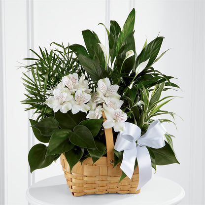 Peace & Serenity Dishgarden –  Green Room Flowers Llc, Tucson AZ