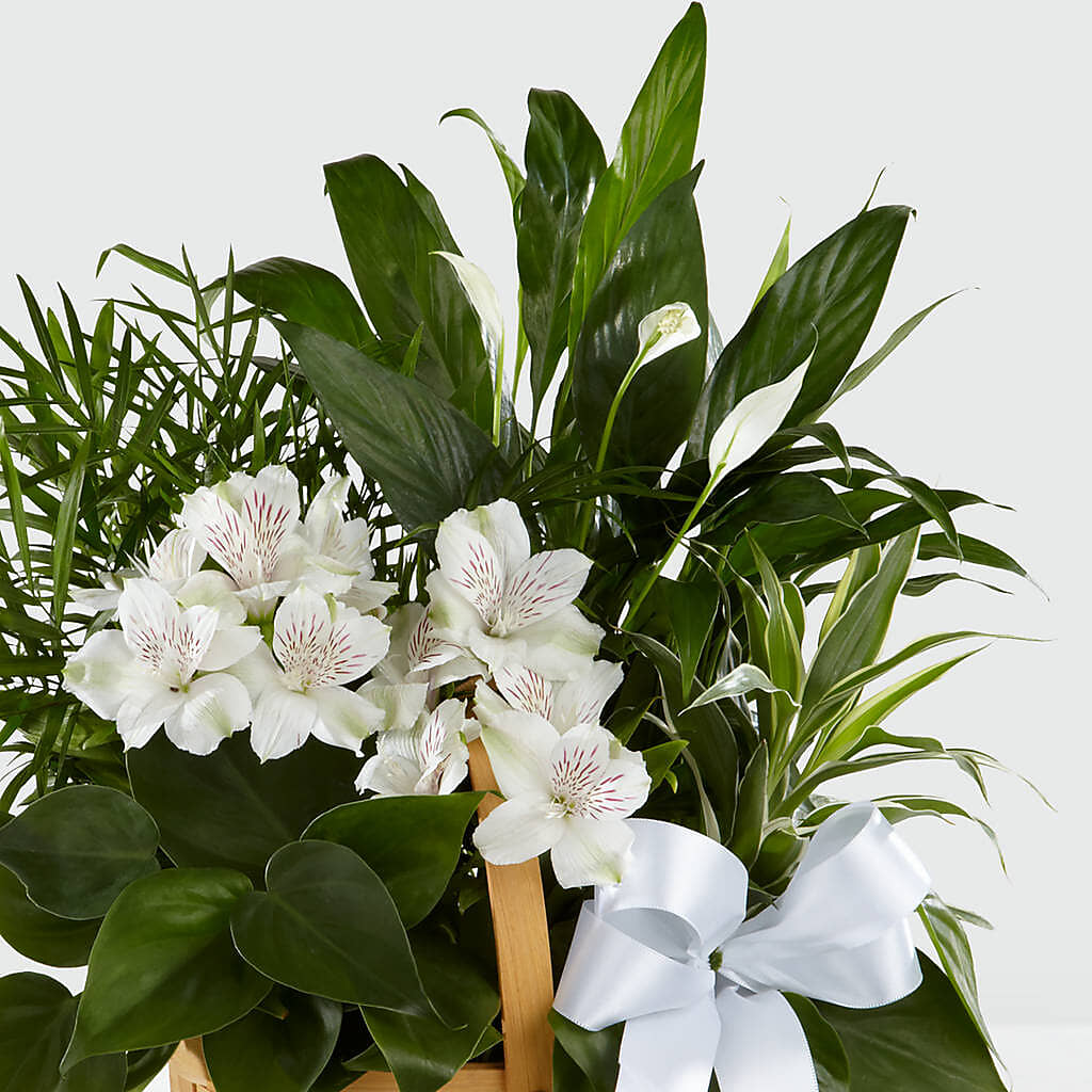 Peace & Serenity Dishgarden –  Green Room Flowers Llc, Tucson AZ