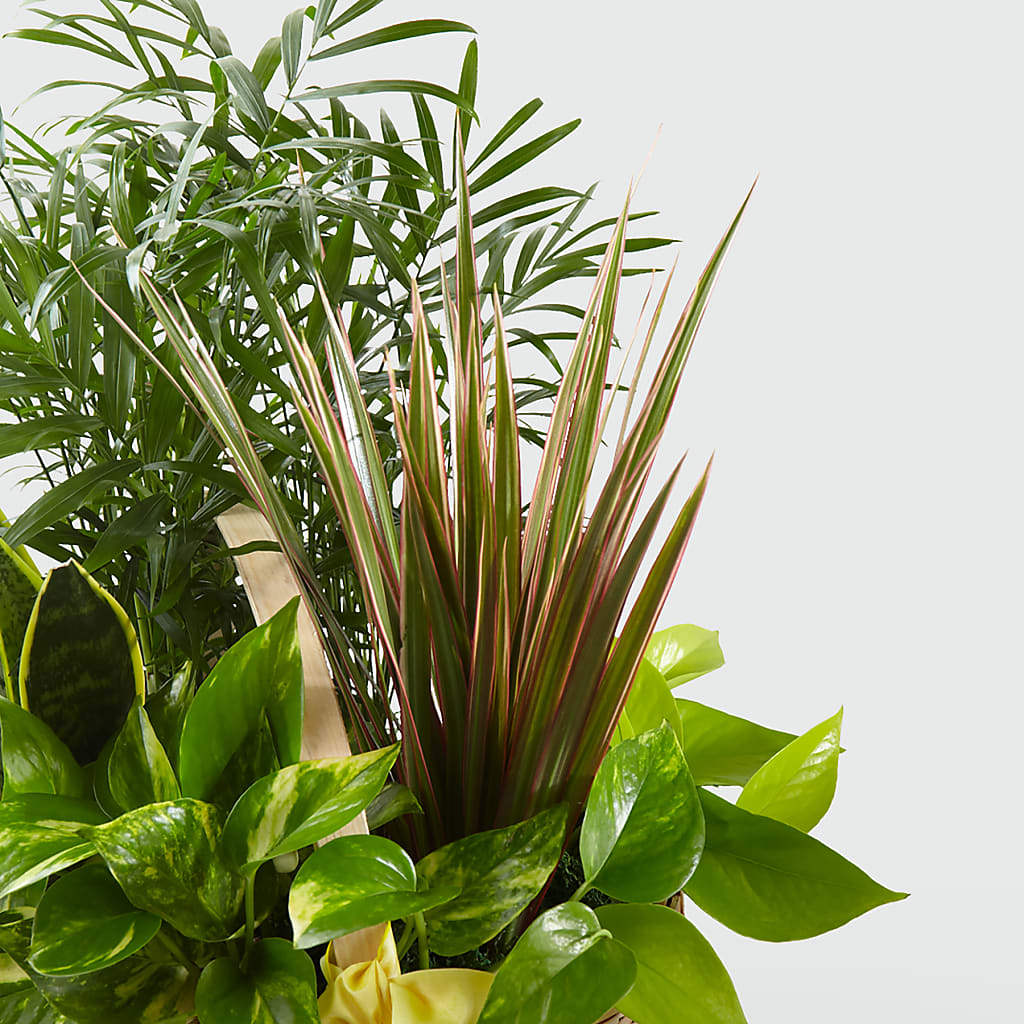 French Garden –  Green Room Flowers Llc, Tucson AZ