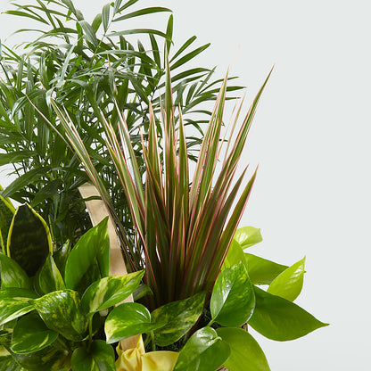French Garden –  Green Room Flowers Llc, Tucson AZ