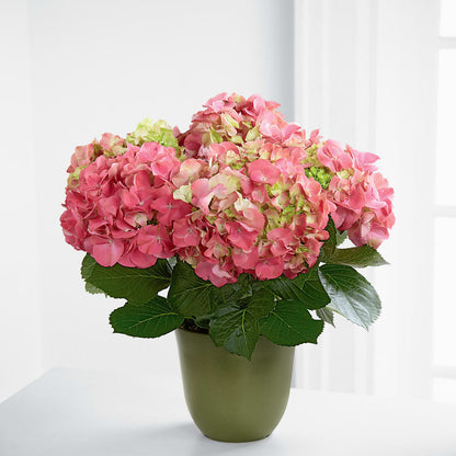 Pink Hydrangea Planter –  Green Room Flowers Llc, Tucson AZ