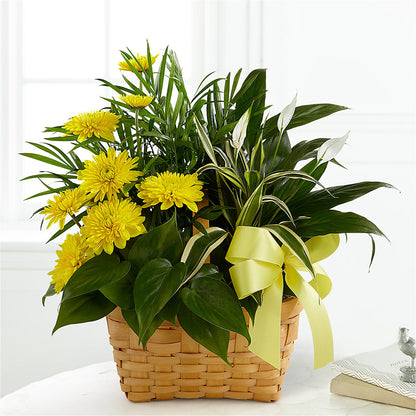 Loving Light Dishgarden –  Green Room Flowers Llc, Tucson AZ