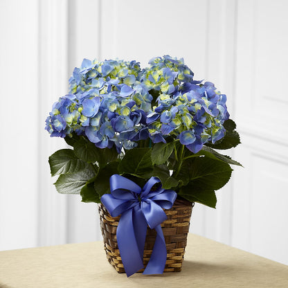 Blue Hydrangea Planter –  Green Room Flowers Llc, Tucson AZ