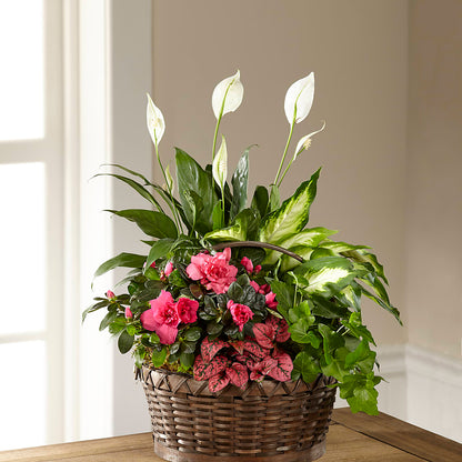 Dream in Pink Dishgarden –  Green Room Flowers Llc, Tucson AZ