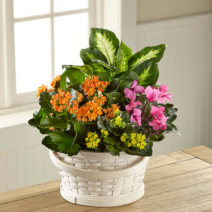 Color Crush Dishgarden –  Green Room Flowers Llc, Tucson AZ