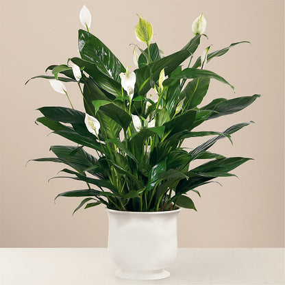 Comfort Planter –  Green Room Flowers Llc, Tucson AZ