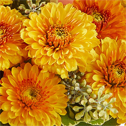 Peachy Pumpkin –  Green Room Flowers Llc, Tucson AZ