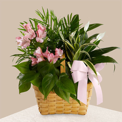 Living Spirit Dishgarden –  Green Room Flowers Llc, Tucson AZ