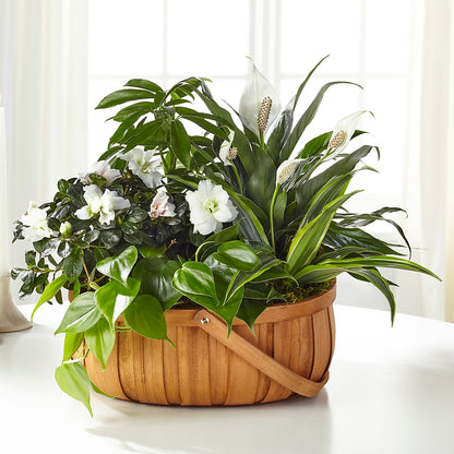 Serene Dishgarden –  Green Room Flowers Llc, Tucson AZ