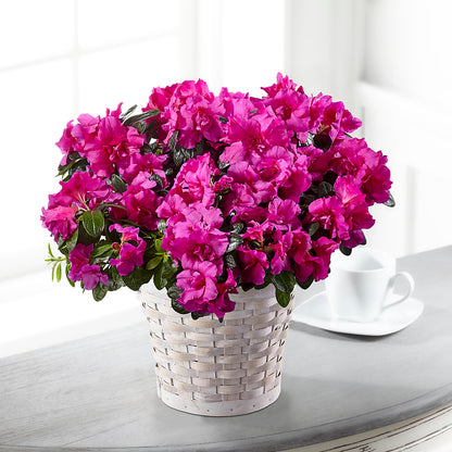 Hope & Serenity Azalea Plant –  Green Room Flowers Llc, Tucson AZ