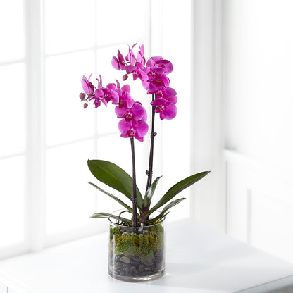 Pink Orchid Plant –  Green Room Flowers Llc, Tucson AZ