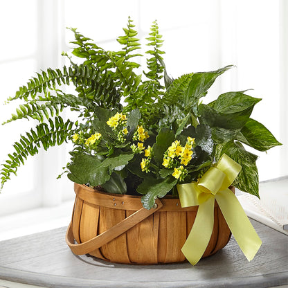 Always Dear Dishgarden –  Green Room Flowers Llc, Tucson AZ