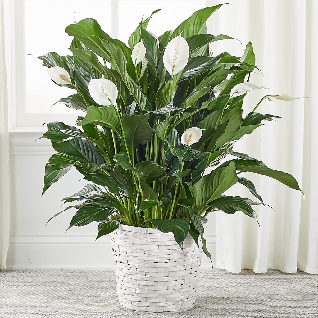 peace lily flowers green A New Leaf Peace Lily