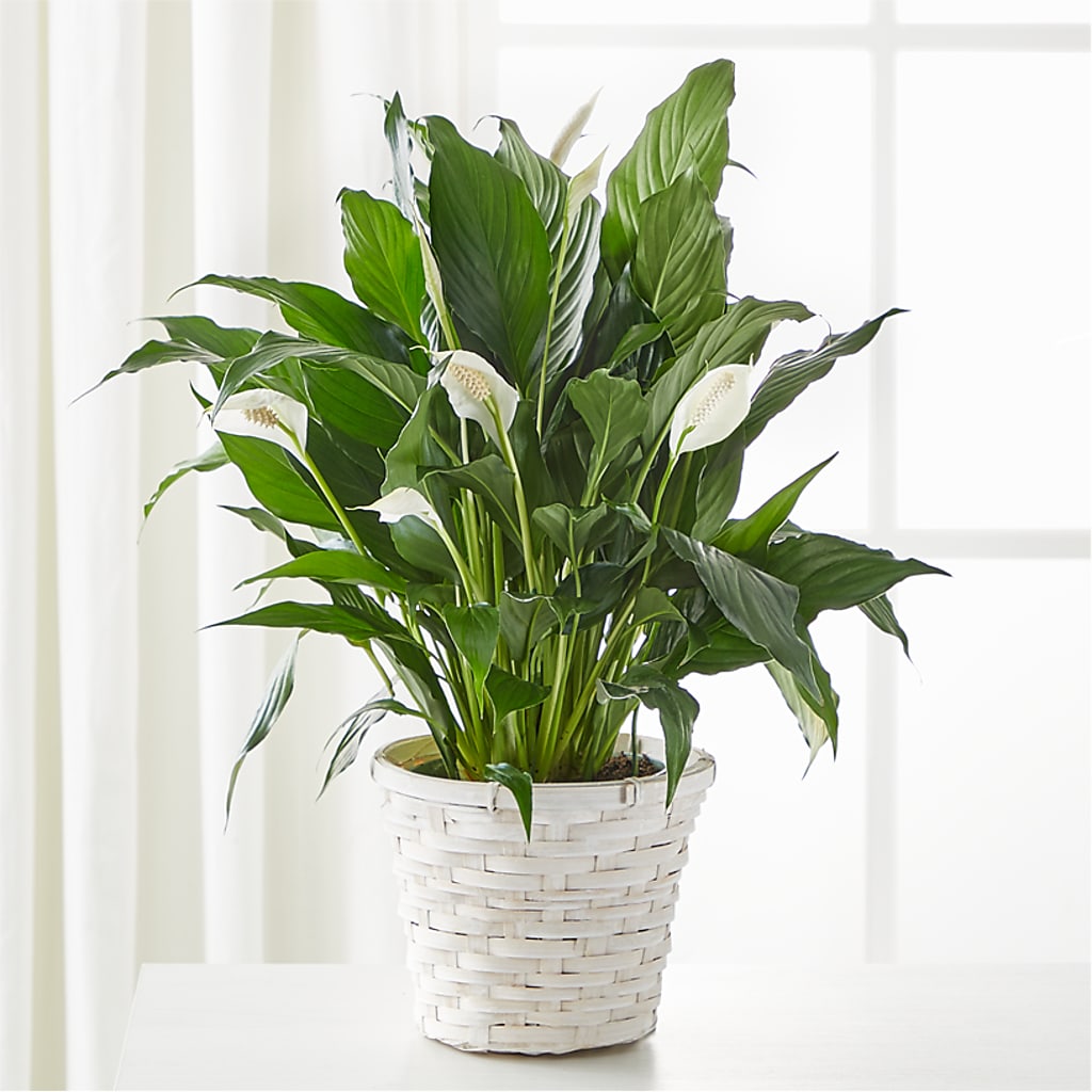 Sympathy Plants