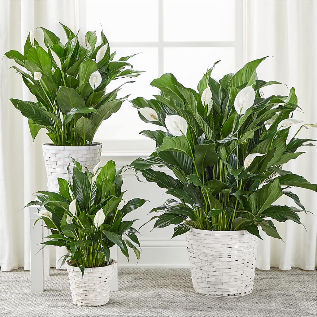 A New Leaf Peace Lily –  Green Room Flowers Llc, Tucson AZ
