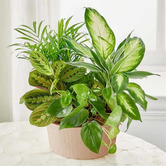 Balance & Harmony Dishgarden –  Green Room Flowers Llc, Tucson AZ