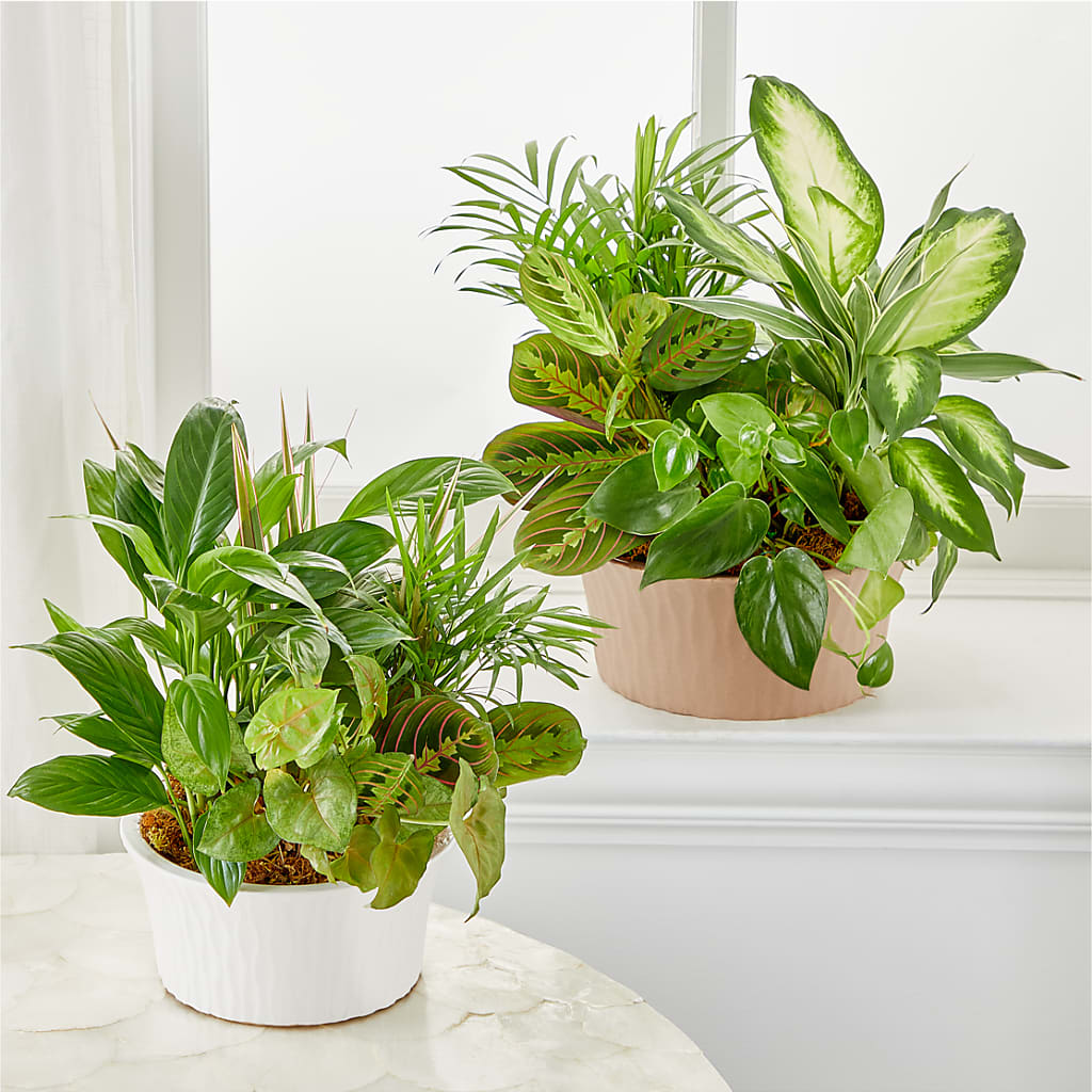 Balance & Harmony Dishgarden –  Green Room Flowers Llc, Tucson AZ