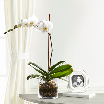 White Orchid Planter –  Green Room Flowers Llc, Tucson AZ