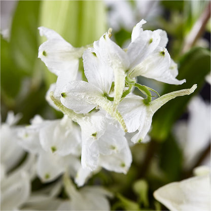 Classic Ivory – A Florist Original –  Green Room Flowers Llc, Tucson AZ