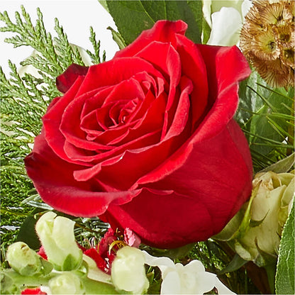 Deck the Halls Bouquet –  Green Room Flowers Llc, Tucson AZ